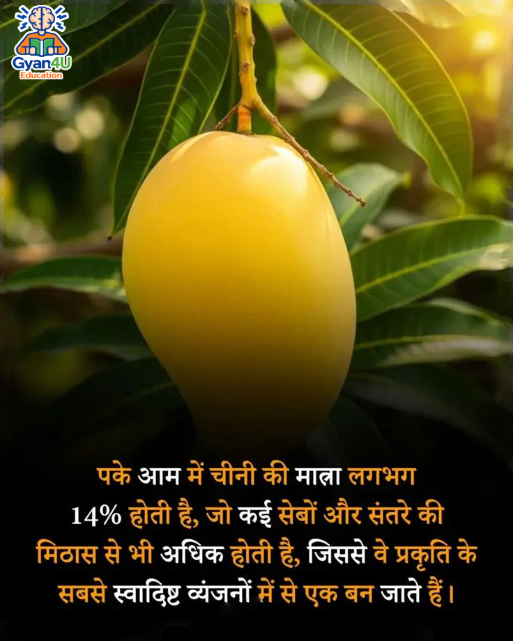 mango sugar level gyan4u