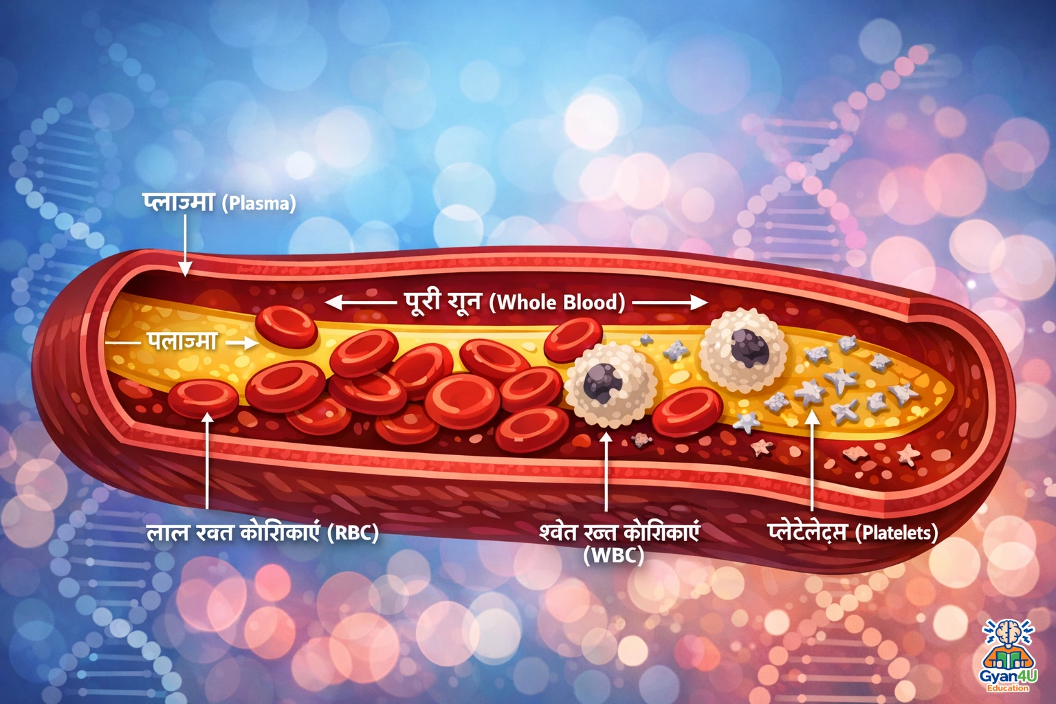human blood components